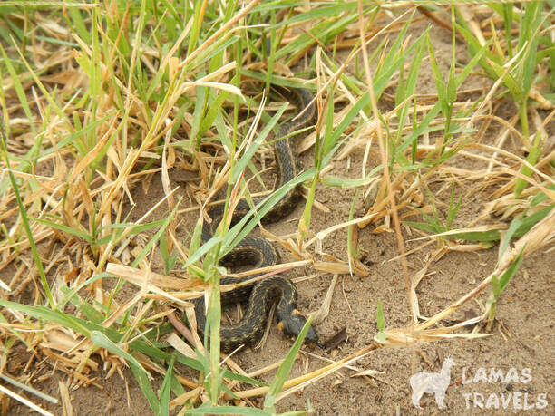 Поход на Кинбурнский полуостров: Фото 7