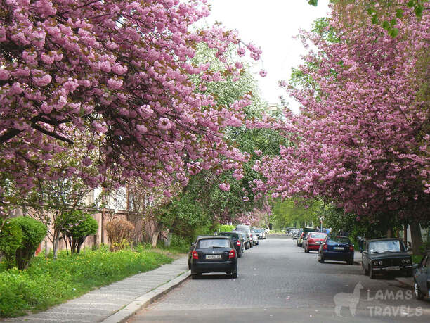 Сакуровую улочку отыскали, гуляя по наьережной в Ужгороде.