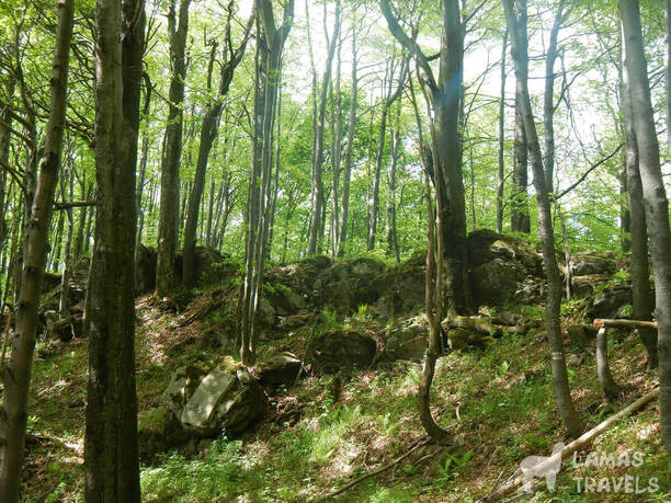 Карпатский лес.