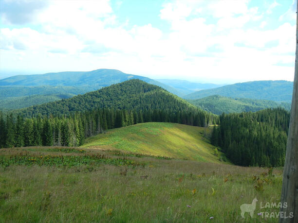 В поисках дома на дереве и жизни в лесу Фото 2