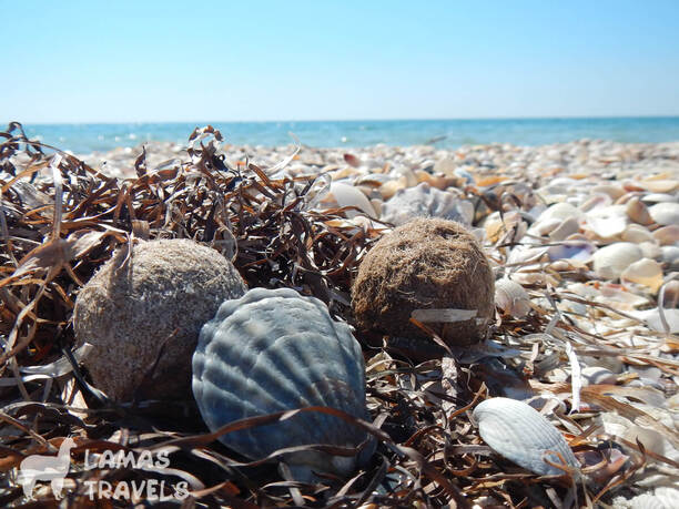 Эти прикольные шарики на фото сделаны самим морем из водорослей и ракушек. На острове Джарылгач их легко отыскать на полосе прибоя.